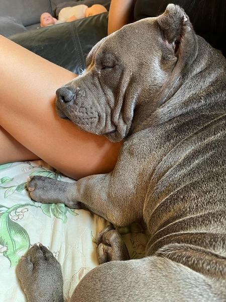 Cachorro foi levado à família por meio de um irmão de Leslye