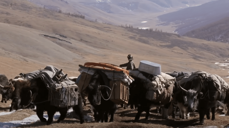 Trecho do documentário 'Taiga' mostra animais transportando pertences de pastoreiros; hoje, caminhões também participam do deslocamento