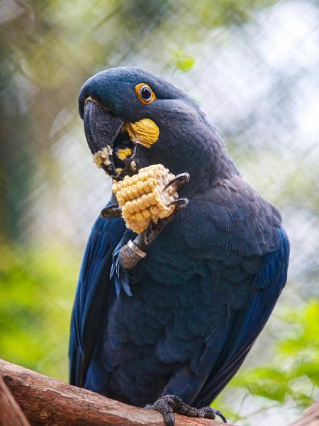 Zoo de SP conseguiu reproduzir sob cuidados humanos a espécie em extinção da Arara Azul de Lear