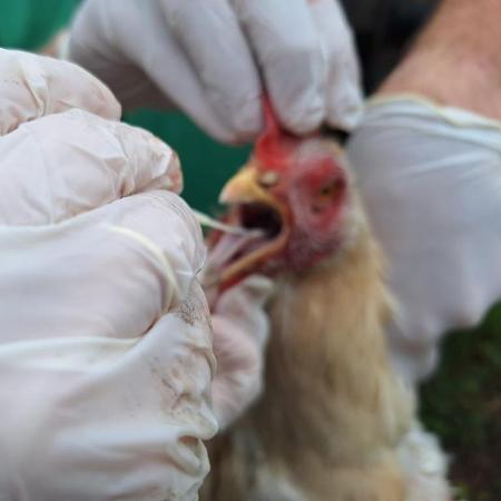 Galinhas passaram por testagem para gripe aviária Galinhas passaram por testagem para gripe aviária
