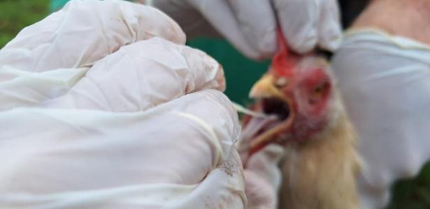 Gripe aviária: confirmado foco em ave de subsistência em São Paulo; total vai a 179