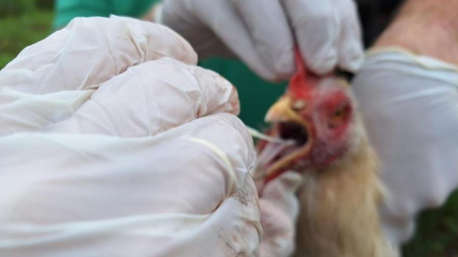 Galinhas passaram por testagem para gripe aviária Galinhas passaram por testagem para gripe aviária