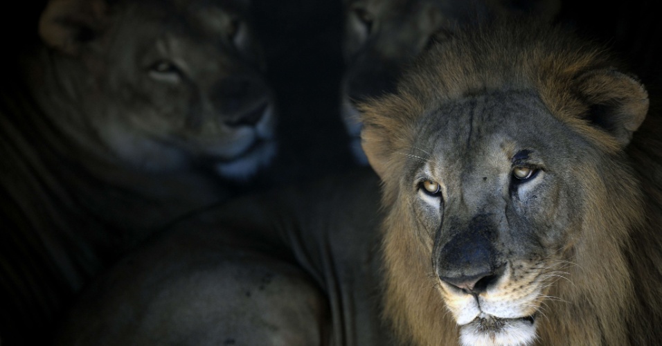 3.jul.2015 - Leões são vistos no jardim zoológico nacional em San Salvador (El Salvador)