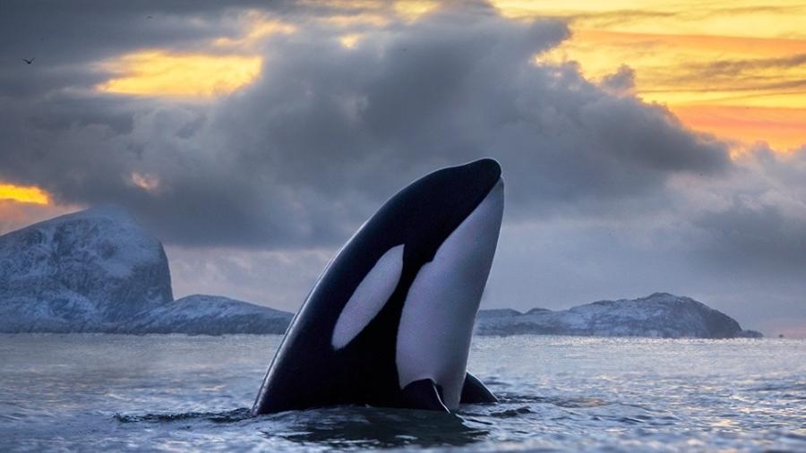 Durante o verão de 2020, um grupo de orcas causou pelo menos 40 incidentes na costa da Espanha e de Portugal - AUDUN RIKARDSEN