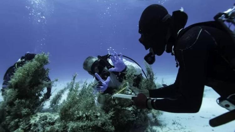 Previous expeditions had caused the wreckage of Maravillas to be scattered on the seafloor like this anchor - ALLEN EXPLORATION - ALLEN EXPLORATION