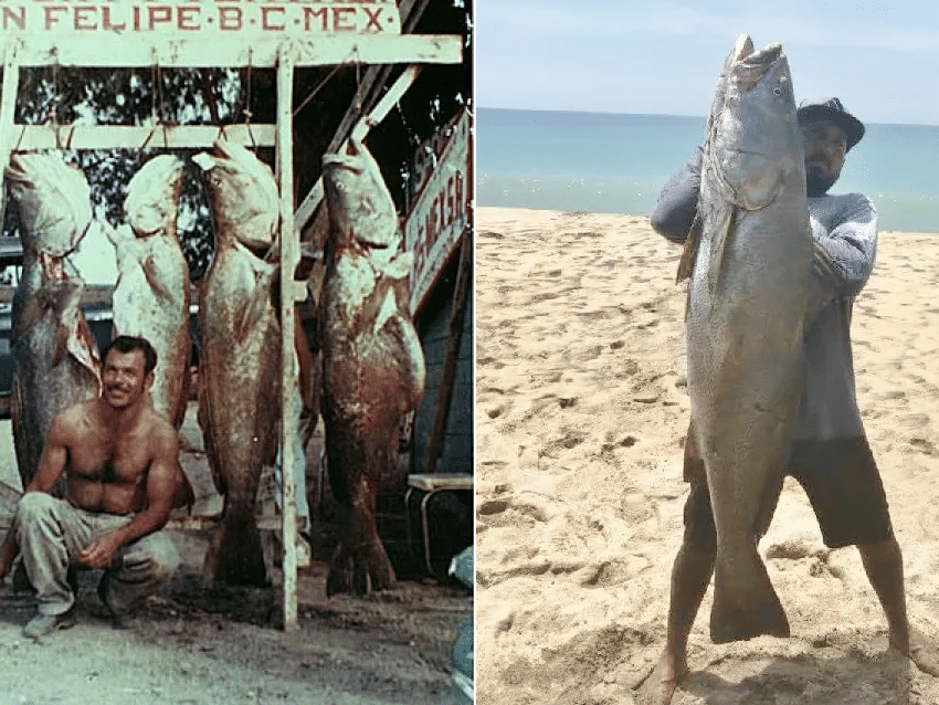 Técnico arma o Peixe contra equatorianos