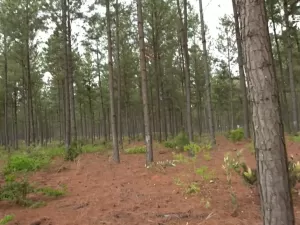 Floresta usada para fabricar lápis da Faber-Castell é atingida por incêndio