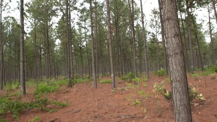 Floresta de pinheiros do caribe pode ser vista em vídeo institucional da Faber-Castell; segundo companhia, fogo no local foi controlado por brigadistas - Faber-Castell/Reprodução de vídeo