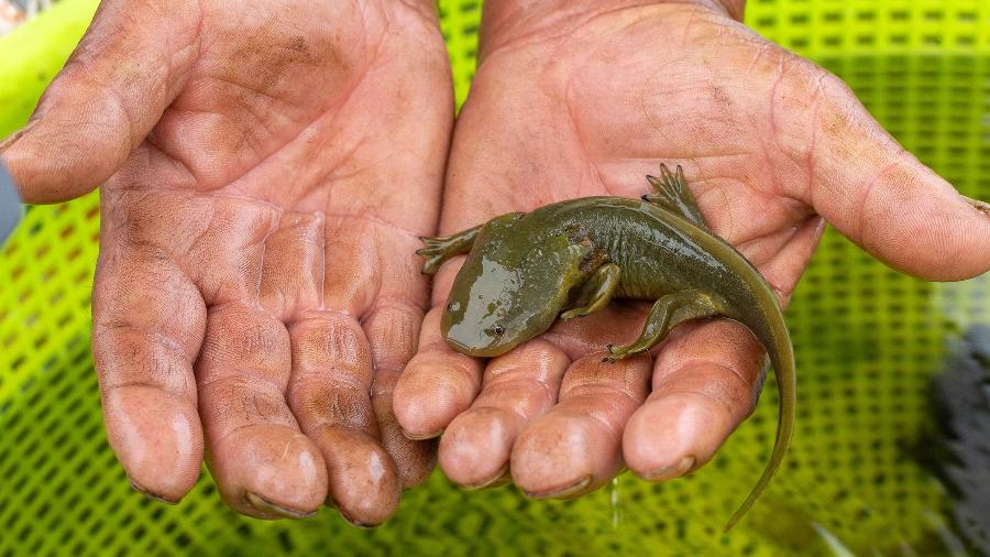 Israel Correa segura um achoque (Ambystoma dumerilii) na Reserva Choke Israel Correa segura um achoque (Ambystoma dumerilii) na Reserva Choke