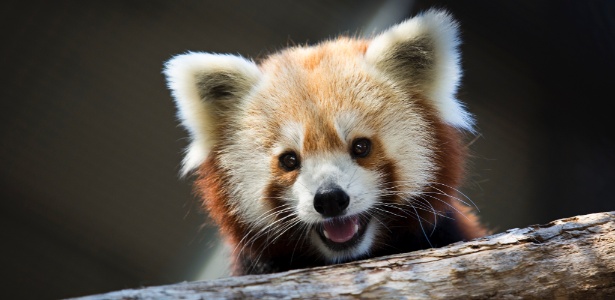 Rusty, um panda vermelho que escapou de um zoológico de Washington e hoje está no Instituto Smithsoniano de Biologia da Conservação - Drew Angerer/The New York Times