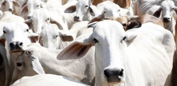 País exportou 460 mil bovinos vivos no ano passado - Getty Images