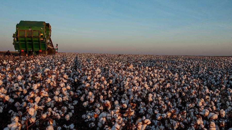 Colheita de algodão no Mato Grosso - José Medeiros/Folhapress