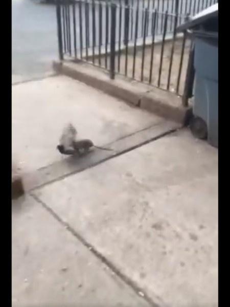 Rato e Pombo brigando em Nova York - Reprodução/Twitter