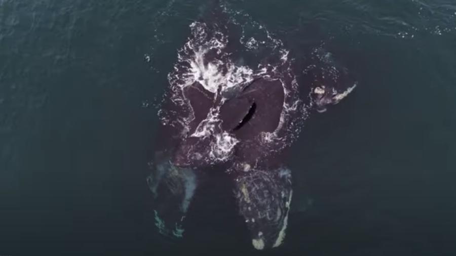 Baleias-francas-do-atlântico-norte são vistas "se abraçando" em vídeo capturado por drone - Reprodução/CBS Boston