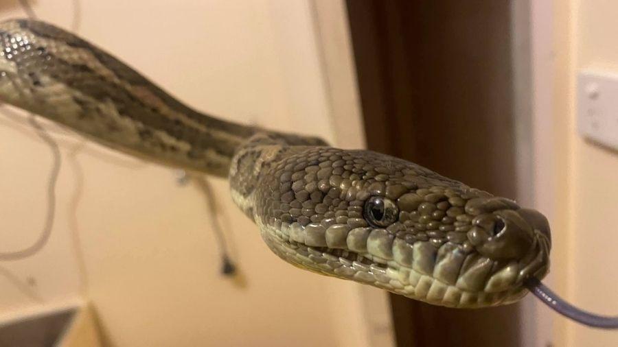 Cobra píton-tapete de 3 metros de comprimento encontrada em residência na Austrália - Reprodução/Facebook