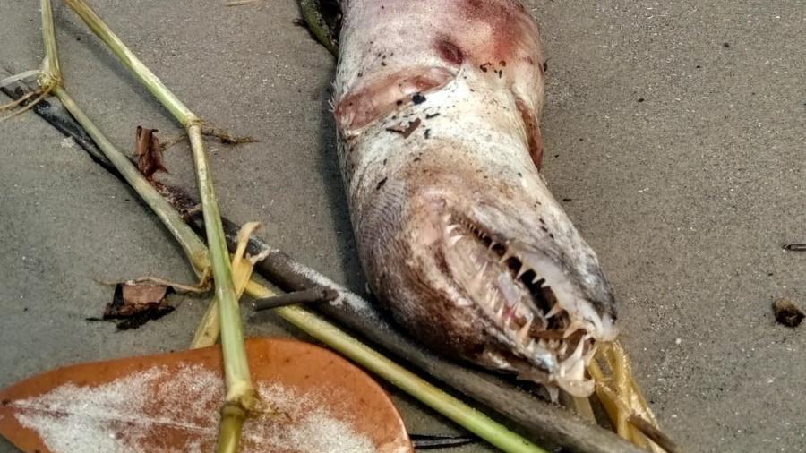 Fotógrafa registrou momento em que animal com aspecto de "mostro" apareceu em praia de São Paulo - Arquivo Pessoal / Monica Novaes