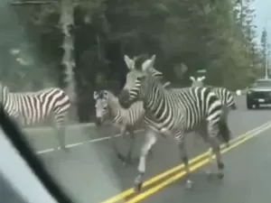 Zebras soltas em estrada correm em trânsito e mobilizam resgate nos EUA 