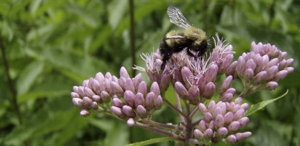 Zangão poliniza flor na cidade de Burlington (EUA). Um estudo publicado em 9 de julho na revista Science indica que as abelhas não estão se adaptando bem às mudanças climáticas  - Leif Richardson/Reuters