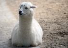 Alpaca de olhar sedutor é uma das atrações de um dos zoos mais antigos do mundo - Stephane De Sakutin/AFP