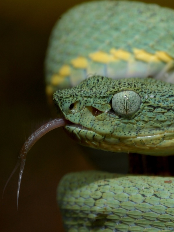 Álvaro del Campo/The Field Museum