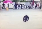 Vídeo mostra correria em zoológico chinês após chimpanzé escapar da jaula (Foto: Reprodução de vídeo)