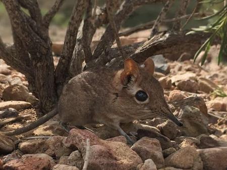 Elephant shrew: animal considered extinct is seen in Africa after 52 years