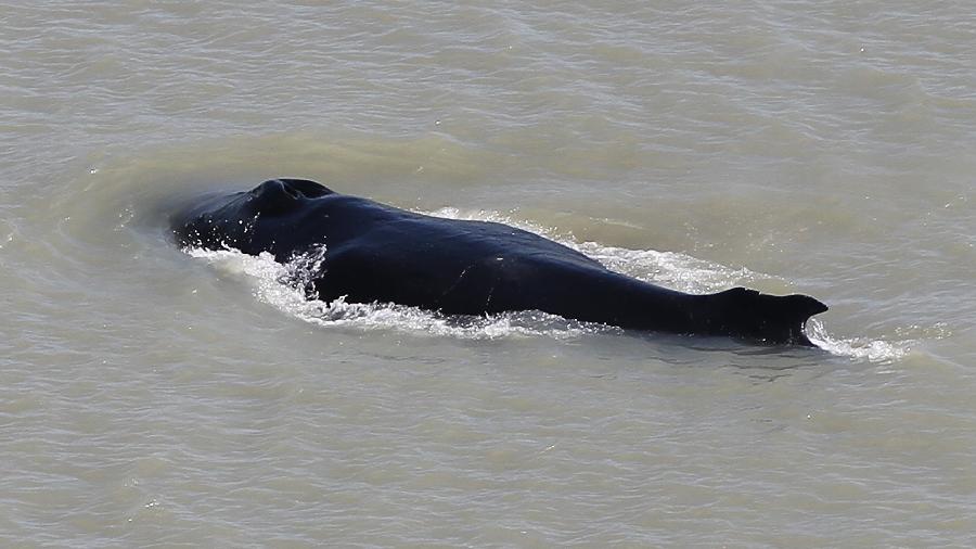 Pesquisadores temem que barcos levem baleia rio acima, dificultando retorno ao oceano - Carol Palmer/Northern Territory Government/AFP
