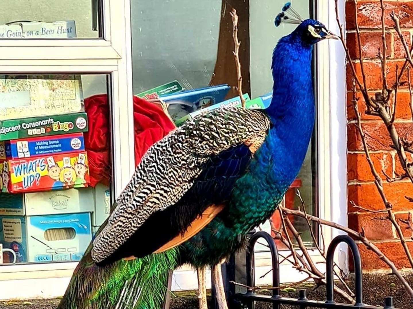 Pavão 'símbolo de esperança' na pandemia é morto por raposas em Londres