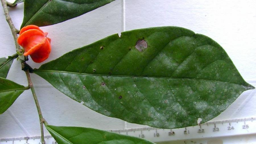 "Mistério de Manú": planta descoberta em 1973 foi finalmente identificada graças a exame de DNA - Patricia Álvarez-Loayza/Cortesia