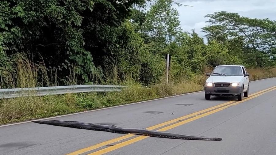 Sucuri com cerca de 5m interrompeu o trânsito ao atravessar a BR-174, na região de Rorainópolis, no Sul de Roraima - Tailan Barros/Cortesia