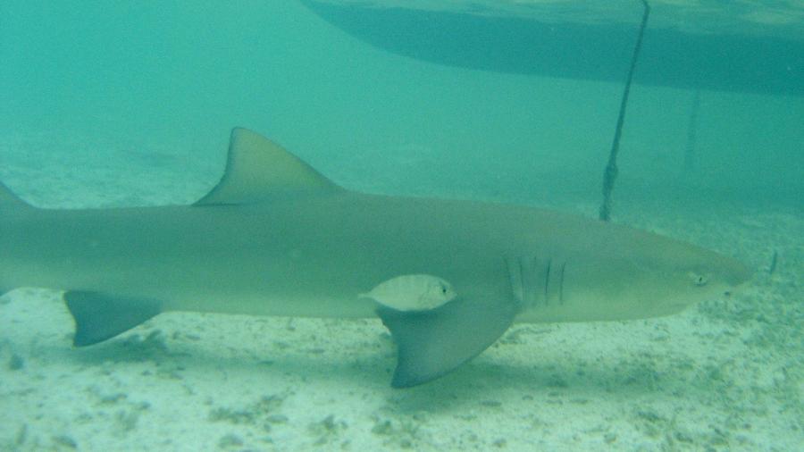 Tubarão-limão visto em águas do arquipélago caribenho das Ilhas Turcas e Caicos; imagem representativa - Reprodução/ Ben Ramirez/ Wikimedia Commons