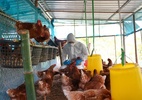 Morte pela variante H5N2 da gripe aviária é confirmada: veja sintomas da doença - Brasil Escola