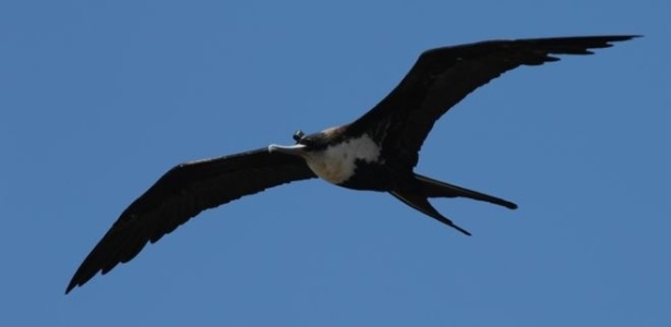 Cientistas acoplaram dispositivos em fragatas de Galápagos para monitorar seu sono durante o voo - Niels Rattenbogs