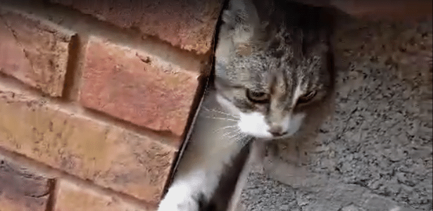 O gatinho preso entre duas paredes - Facebook/ Campbell Baird