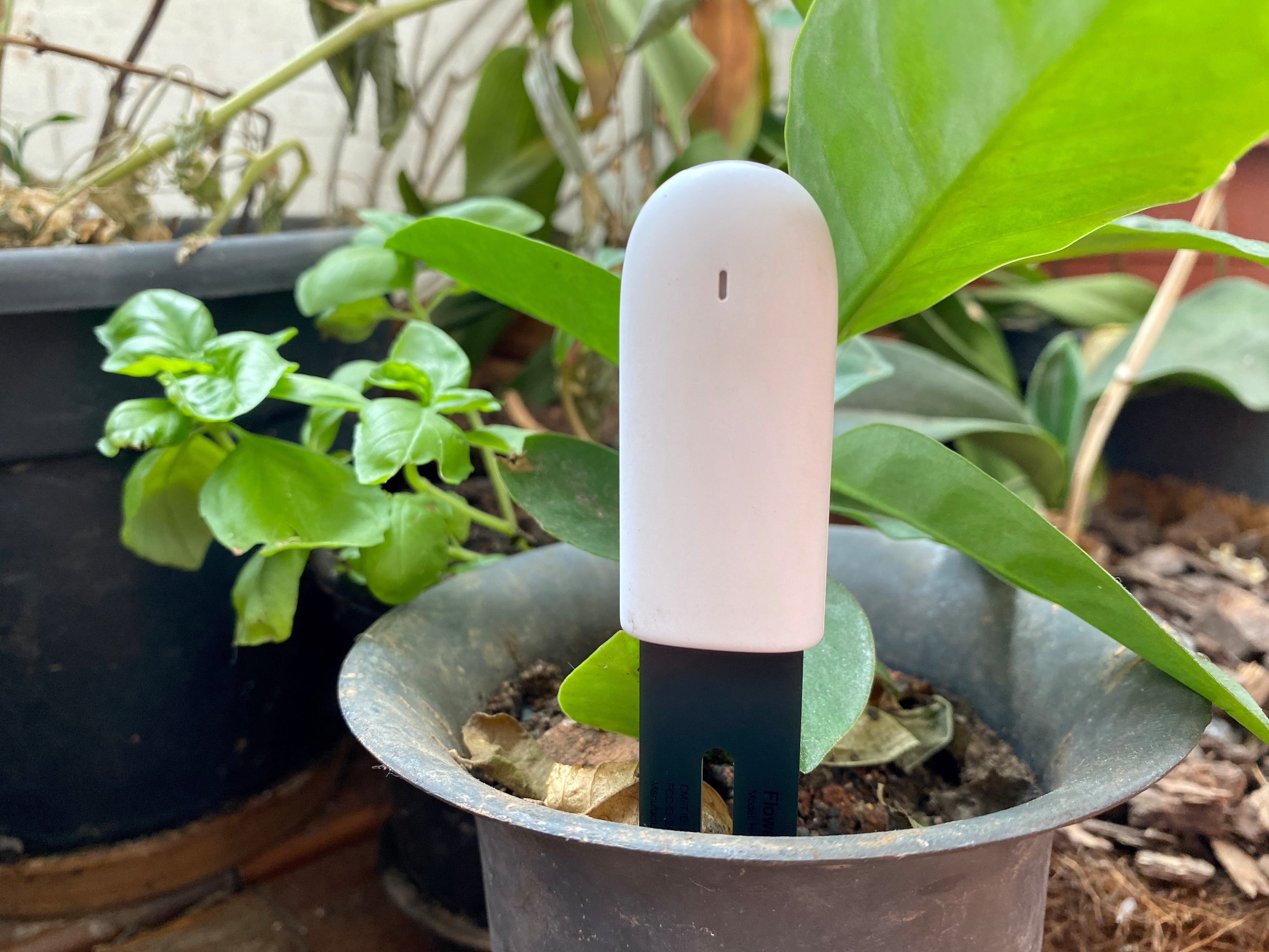 fantasma Turbina arrebatar Flower Care: sensor da Xiaomi ajuda com plantas, mas não é 100% confiável