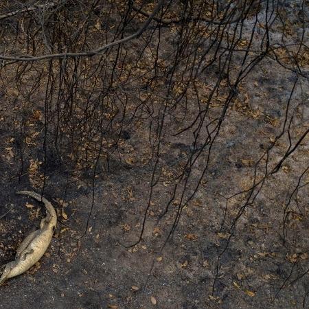 Imagens mostram fogo na região do Pantanal, devastada pelas queimadas que ocorreram em setembro de 2020 - Mauro Pimentel/AFP
