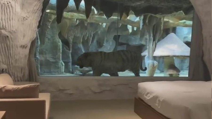 Suíte de hotel de luxo na China abriga tigre branco separado dos hóspedes por vidro à prova de explosão - Divulgação/Nantong Forest Safari Park