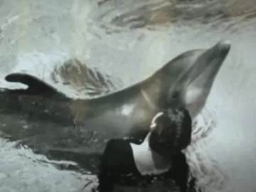 O experimento polêmico que acabou em sexo com golfinho e suicídio do animal