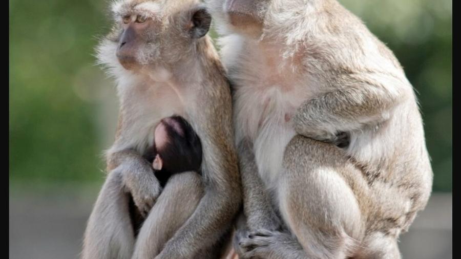 Macacos-rhesus fugiram de laboratório nos Estados Unidos; espécie foi introduzida na fauna norte-americana nos anos 1970