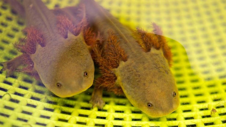 Achoques (Ambystoma dumerilii) na Reserva de Proteção Achoque na comunidade de San Jeronimo Purenchecuaro Achoques (Ambystoma dumerilii) na Reserva de Proteção Achoque na comunidade de San Jeronimo Purenchecuaro