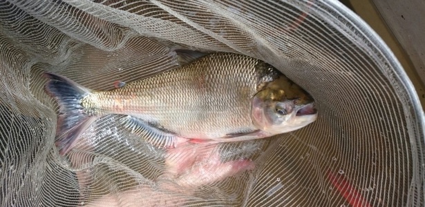 O peixe seria de uma nova espécie do gênero Brycon, parecida com a pirabanha (Brycon opalinus, também chamada popularmente de piabanha ou pirapitinga do sul) - Marcelo Polese/IFES