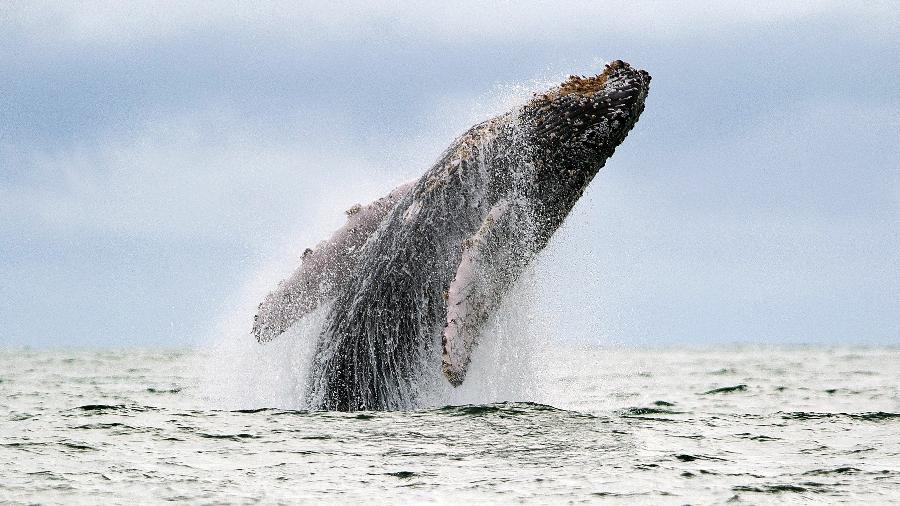 Baleia nada no oceano Pacífico em migração anual para a Antártida - Luis Robayo / AFP