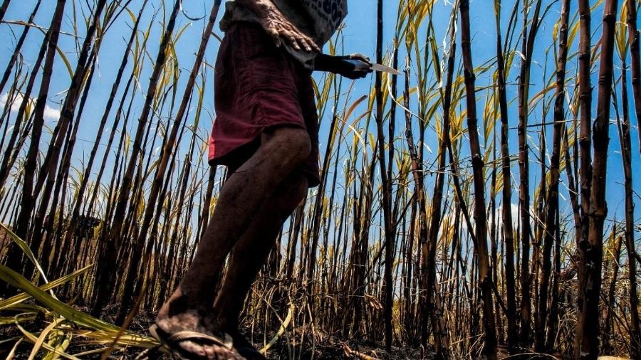 Trabalhador em área de plantio de cana no interior do Brasil - Sergio Carvalho/Repórter Brasil
