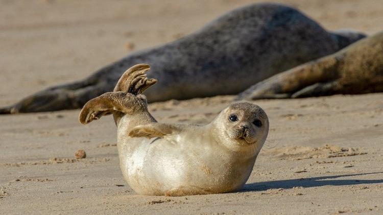Focas não muito diferentes desta costumavam viver no Caribe - Getty Images - Getty Images
