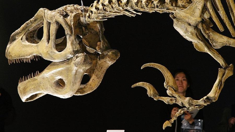 13.mar.2009 - Megaraptor namunhuaiquii é exibido no Museu Nacional de Ciência de Tóquio (Japão) - Junko Kimura/Getty Images