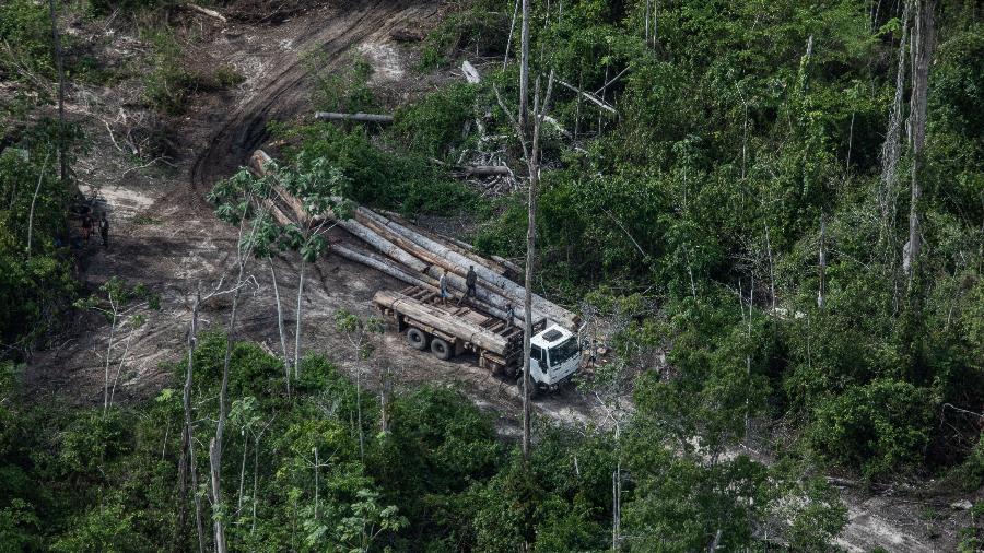 Desmatamento dentro de Terra Indígena Alto Rio Guamá, no Pará - Victor Moriyama/Greenpeace