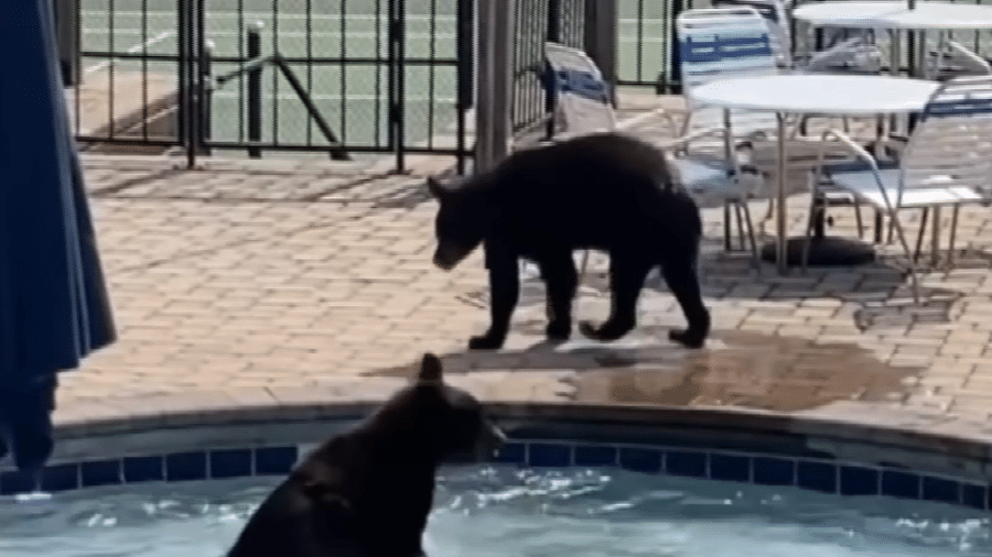 Ursos invadiram festa em piscina nos EUA - Reprodução/Instagram
