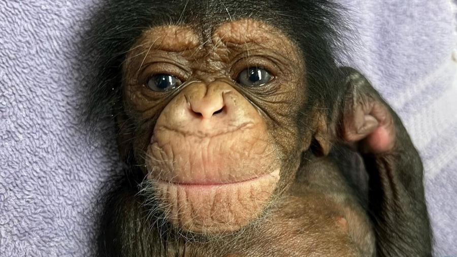 O chimpanzé bebê recebeu o nome de Kucheza, que significa "brincar" em suaíli, uma língua falada em várias nações africanas. - Reprodução/Facebook