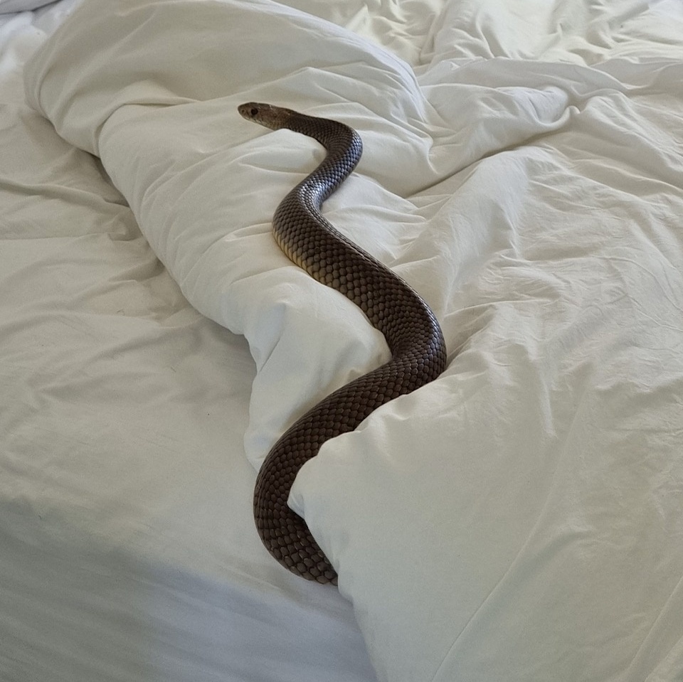 Australiana encontra cobra venenosa de 1,80m em cama