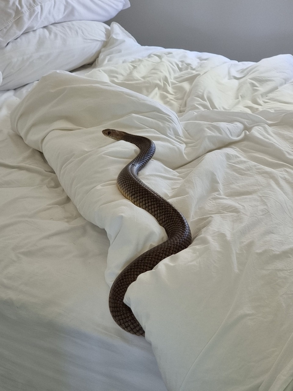 Serpente mais mortal da Austrália é encontrada no quarto de, ok